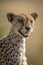 Close-up of female cheetah calling cubs