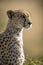 Close-up of female cheetah facing right