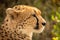 Close-up of female cheetah head in profile