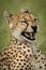 Close-up of female cheetah yawning in grass
