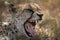 Close-up of female cheetah yawning on grass