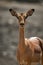 Close-up of female common impala facing camera