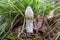 Close up of a female Common Stinkhorn, Phallus impudicus, and Meadow Crane fly, Tipula paludosa