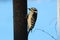 Close up of a female Downy Woodpecker on a bird feeder
