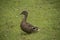 Close-up of a female Duck. Mallard Ducks. A Duck Anatidae on a