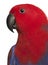 Close up of Female Eclectus Parrot, Eclectus roratus