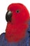 Close up of Female Eclectus Parrot, Eclectus roratus