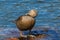 Close-up female eider duck somateria mollissima with head on plumage