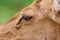 Close-up female Eld`s deer (Rucervus eldii thamin).