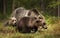 Close up of female Eurasian brown bear and her cubs in boreal forest