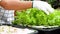 Close-up of female farmers examining seedlings of salad on nursery tray in greenhouse.