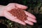 Close up of female farmers hand holding vegetable seeds.