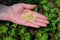 Close up of female farmers hand holding vegetable seeds