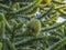 Close Up Of The Female Fruit of the Monkey Puzzle Tree Araucaria araucana