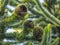 Close Up Of The Female Fruit of the Monkey Puzzle Tree Araucaria araucana