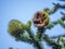 Close Up Of The Female Fruit of the Monkey Puzzle Tree Araucaria araucana