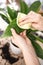 close up of Female gardener hands wiping spathiphyllum plant leaves