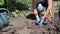 Close up female gardener is planting chamomile seedling in the garden.