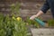 Close up female gardener spraying fertilizer herbs lettuce salads, pest conrtol