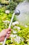 Close up of female gardener watering plants using hose in garden shop