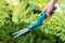 Close-up female gardener worker hand holding in arm grass cutting and trimming shears and pruning boxwood bush on bright autumn