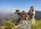 Close up of a female Gelada monkey with babies