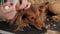 Close-up of a female groomer combing a dog on a grooming table.