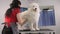 Close-up of a female groomer combing a Samoyed dog with comb.