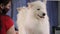 Close-up of a female groomer combing a Samoyed dog with comb.