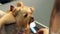 Close-up of a female groomer combing a Yorkshire terrier with comb.