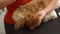 Close-up of female groomer drying paw of curly Labradoodle dog hair with hair dryer and brushing with comb after bathing