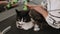 Close-up of a female groomer shaving a cat in an animal salon.