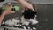 Close-up of a female groomer shaving a cat in an animal salon.