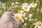 Close up of female hand holding growing blossoming meadow chamomiles