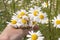 Close up of female hand holding growing blossoming meadow chamomiles