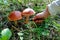 Close-up female hand with a knife cuts off two beautiful tall edible forest mushroom brown cap boletus that grow in