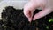 Close-up female hand planting sprouted seeds of pumpkin plants in the ground, small plants growing, concept of gardening, grow