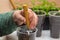 Close-up of a female hand with a small spatula mixes the earth in a pot.