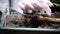 Close up of female hands in the economic gloves planting petunia seedling in garden boxes