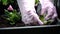 Close up of female hands in the economic gloves planting petunia seedling in garden boxes