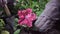 Close up of female hands in the economic gloves planting petunia seedling in garden boxes