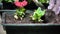 Close up of female hands in the economic gloves planting petunia seedling in garden boxes