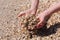 Close up of female hands with handful of shells