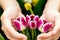 Close-up of female hands holding tulip flowers