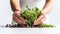 Close up of female hands nurturing small green plant sprouts. Individual gardening microgreens. White background