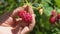 Close up of female hands picking large juicy delicious raspberries from the bush