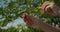 Close up of female hands picking mulberries, mulberry leaf, sun rays break through the leaves