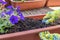 Close-up of female hands planting a purple flower in a flowerpot. The gardener transplants the plant on a bright sunny day.