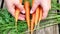 Close-up of female hands put fresh harvested carrots on a wooden table. Harvesting collection of healthy vegetables. Eating carrot