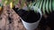 close-up of female hands in rubber gloves transplant an indoor flower using a spatula to distribute soil in a plant pot.